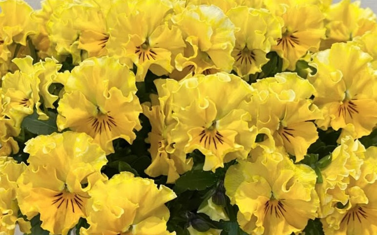 Pansy Japan Series Oda 60 Seeds