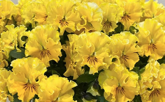 Pansy Japan Series Oda 60 Seeds