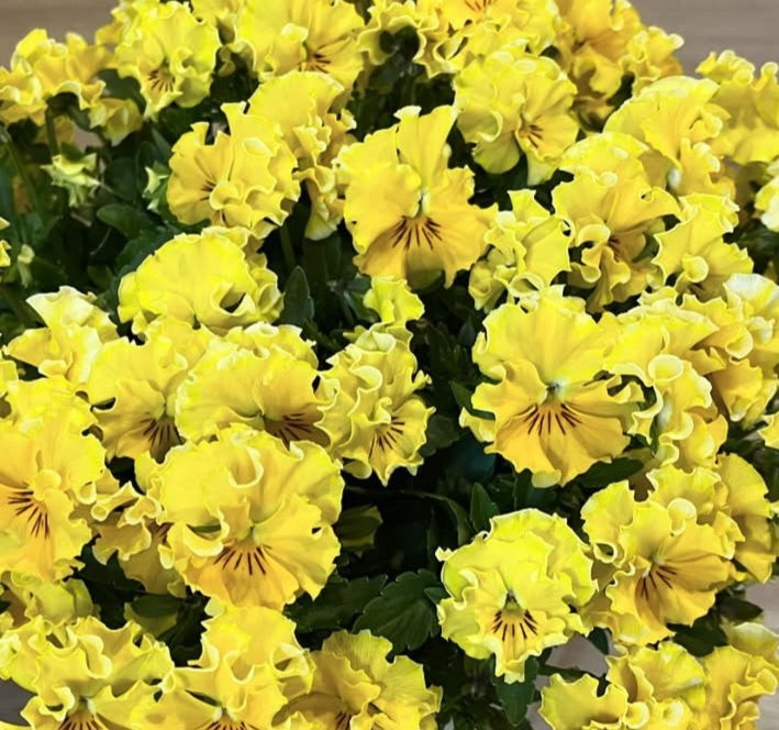 Pansy Japan Series Oda 60 Seeds