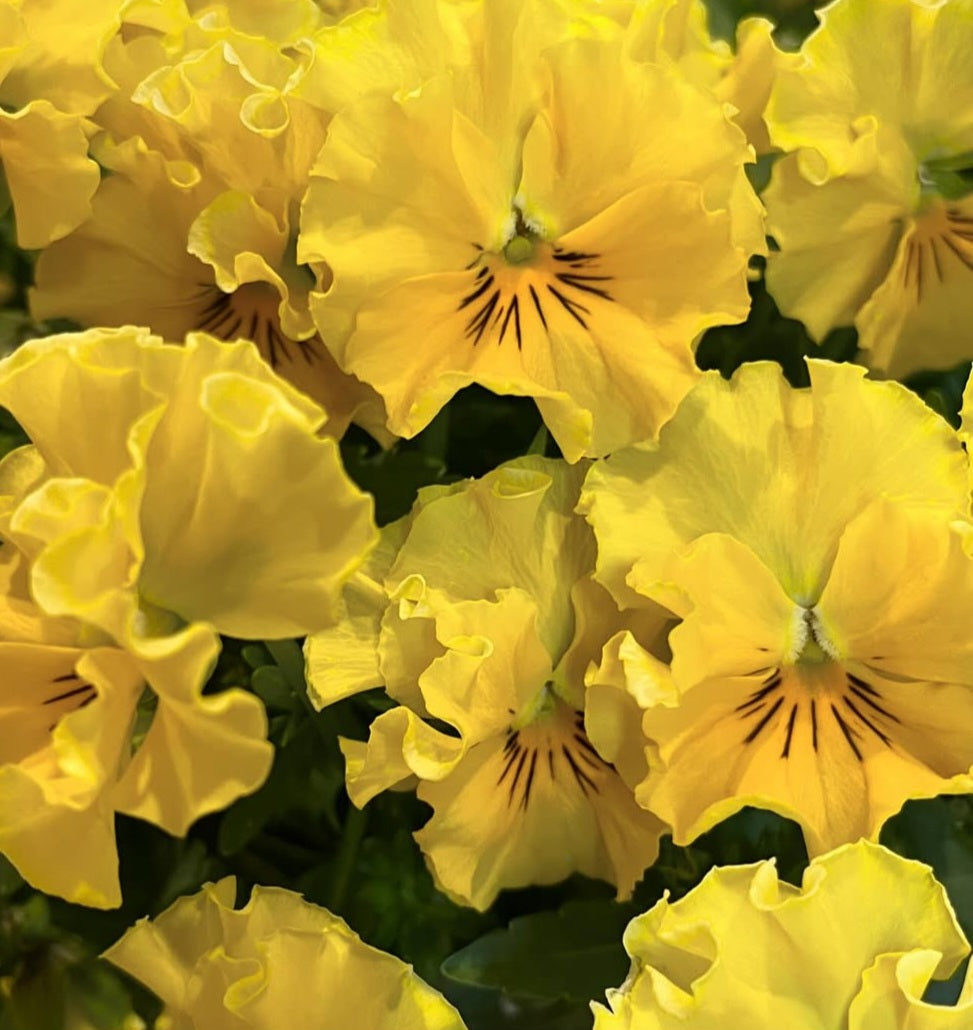 Pansy Japan Series Oda 60 Seeds