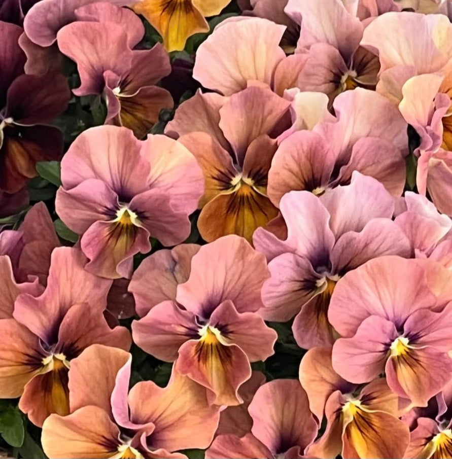 Pansy Japan Series Bettina 60 Seeds