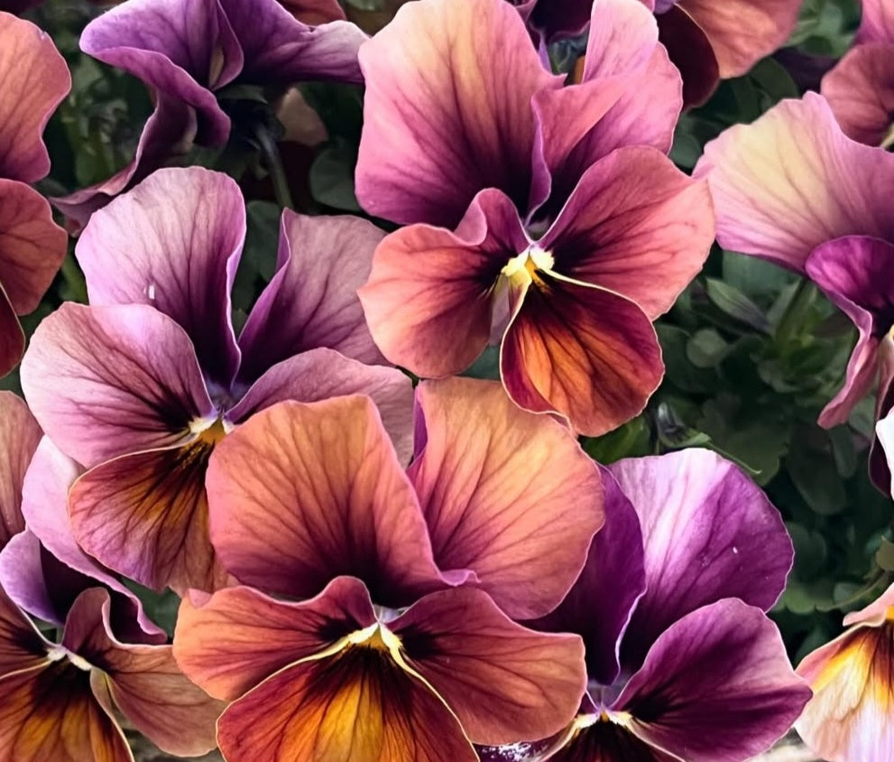 Pansy Japan Series Bettina 60 Seeds