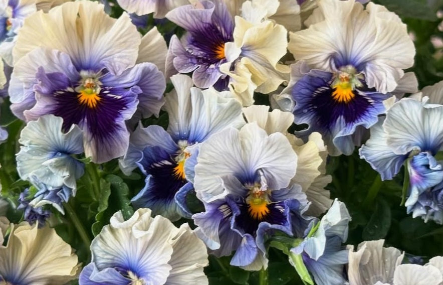 Pansy Japan Series Saraid 60 Seeds