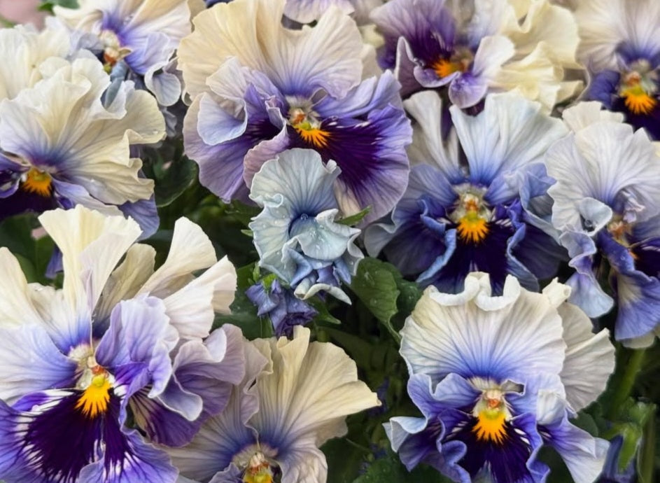 Pansy Japan Series Saraid 60 Seeds