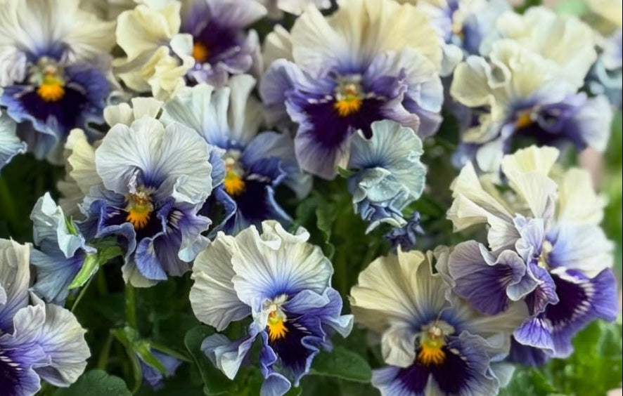 Pansy Japan Series Saraid 60 Seeds