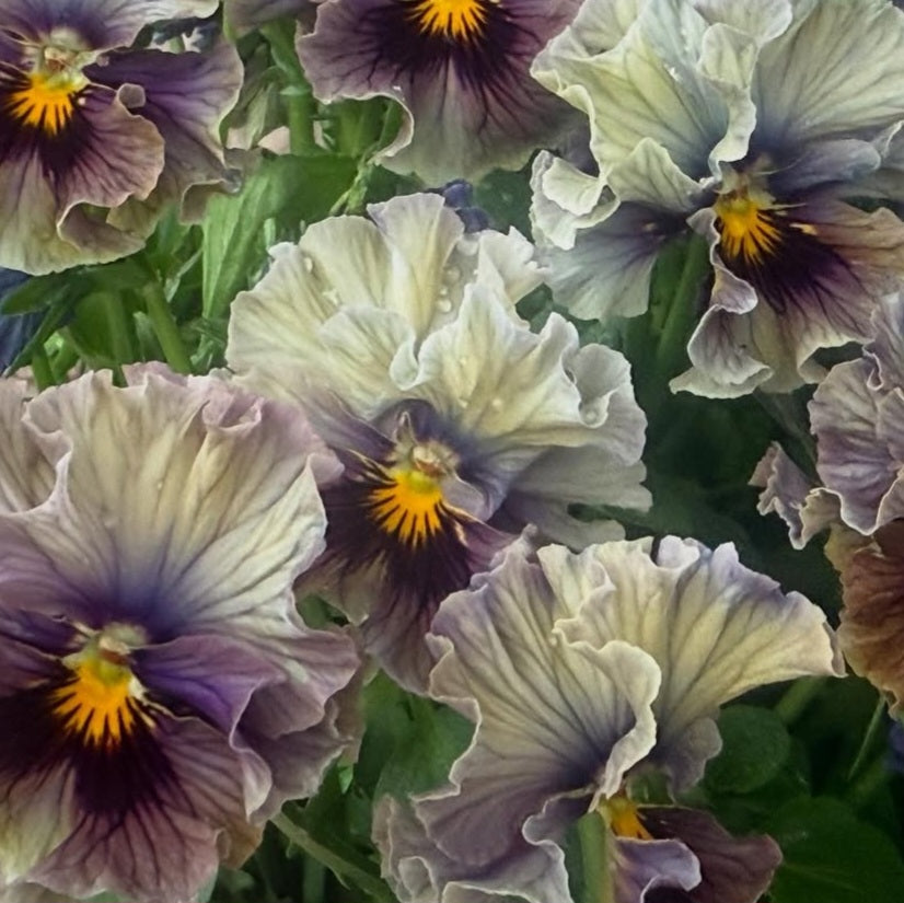 Pansy Japan Series Naomh 60 Seeds