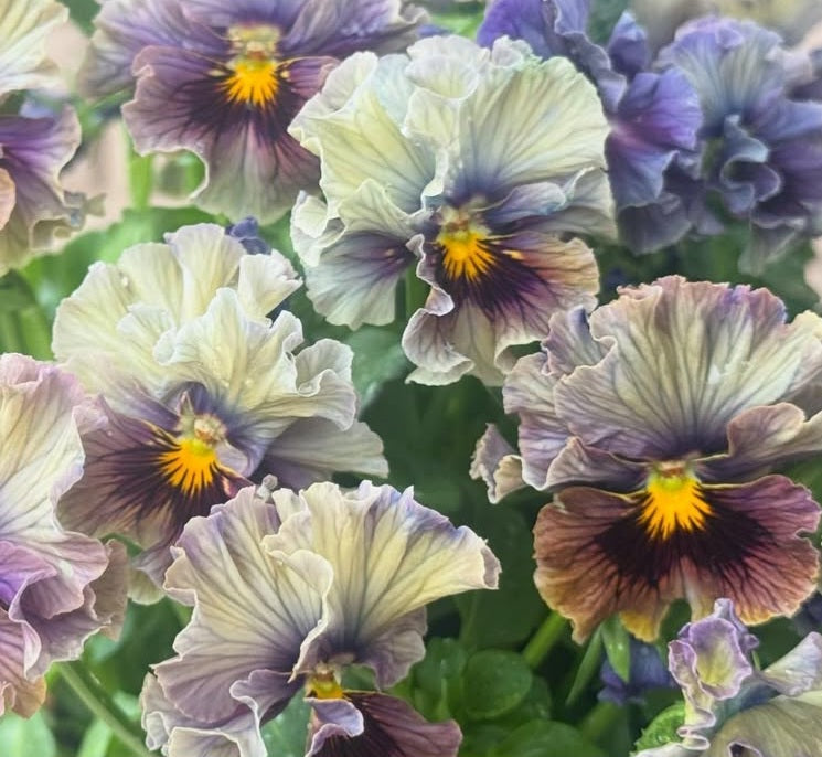 Pansy Japan Series Naomh 60 Seeds