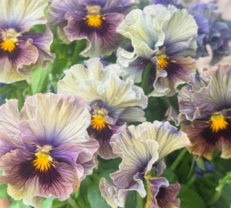 Pansy Japan Series Naomh 60 Seeds