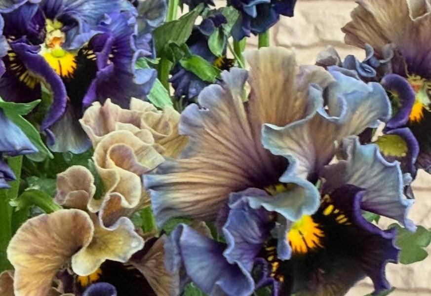 Pansy Japan Series Dáirine 60 Seeds