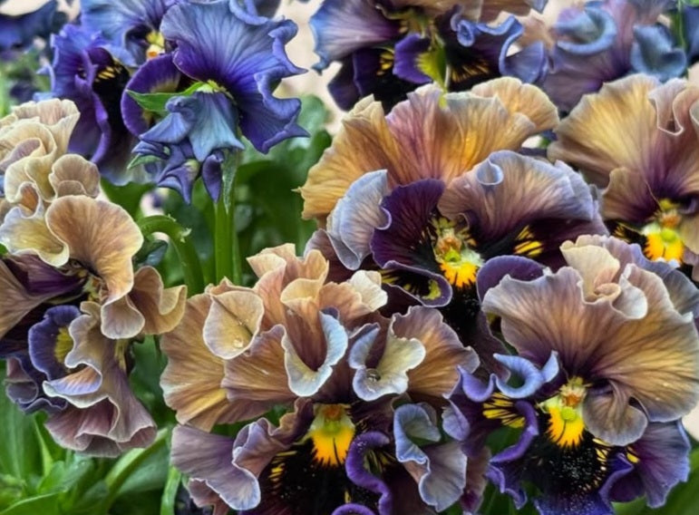 Pansy Japan Series Dáirine 60 Seeds
