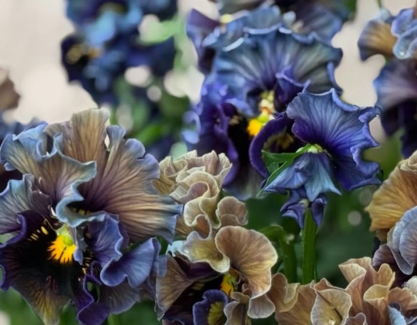 Pansy Japan Series Dáirine 60 Seeds