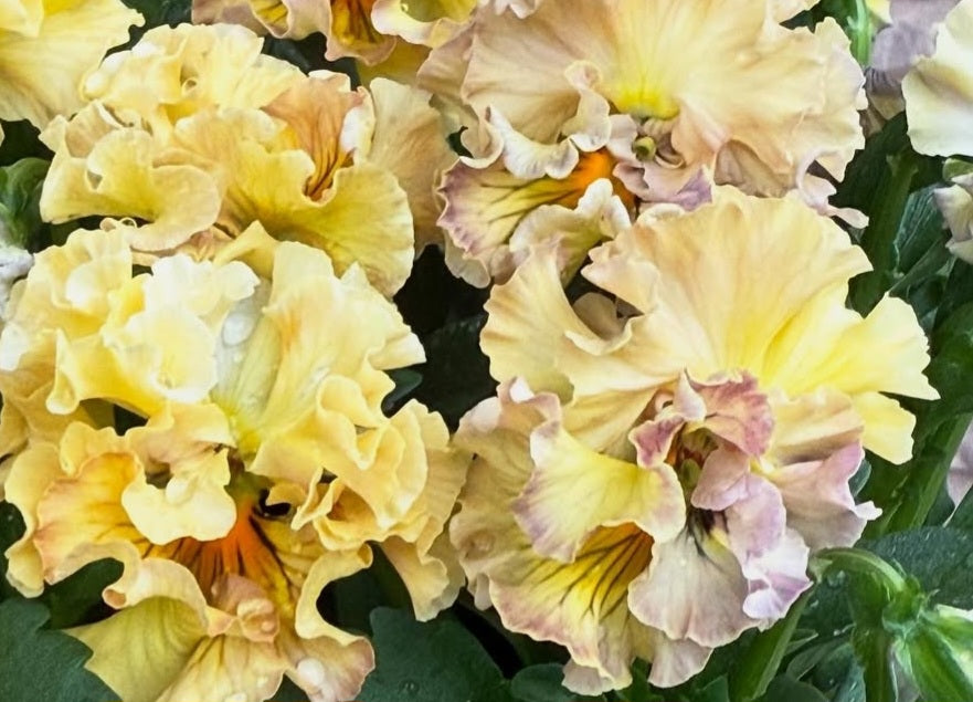 Pansy Japan Series Biddy 60 Seeds