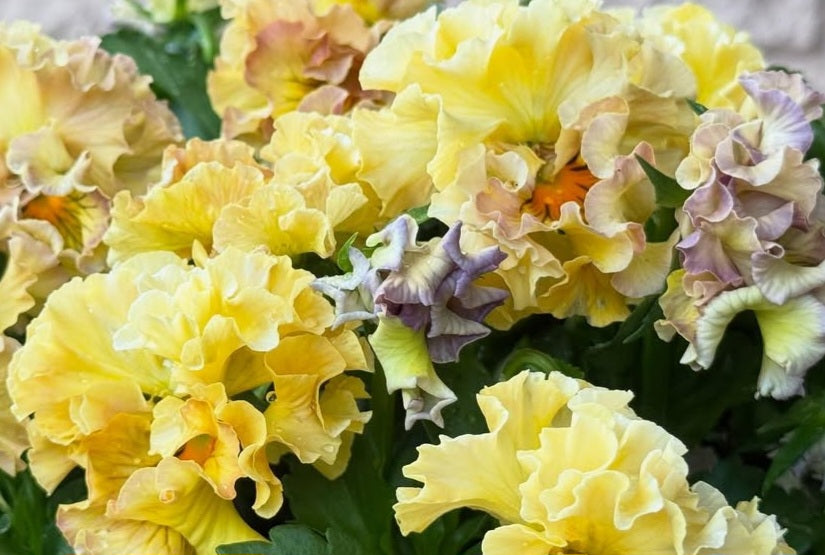 Pansy Japan Series Biddy 60 Seeds