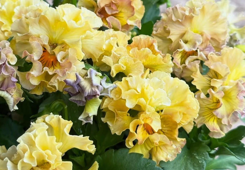 Pansy Japan Series Biddy 60 Seeds