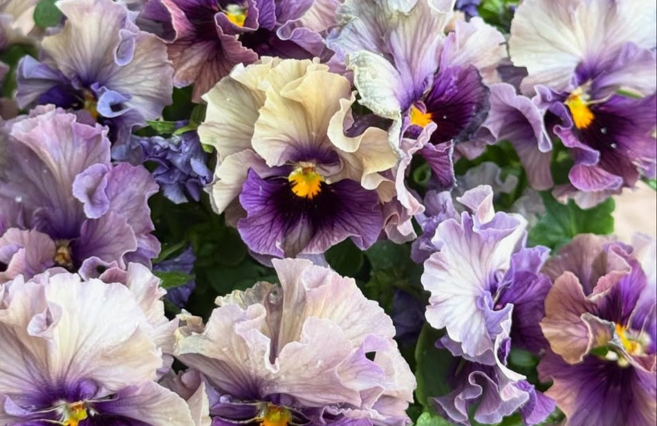 Pansy Japan Series Nóirín 60 Seeds