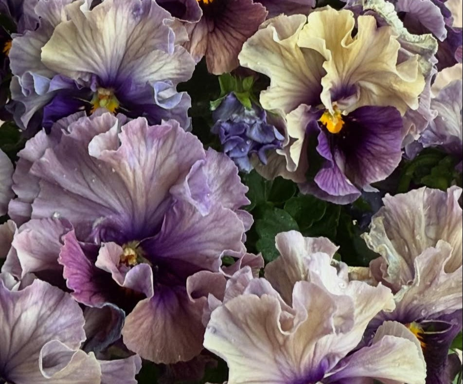 Pansy Japan Series Nóirín 60 Seeds