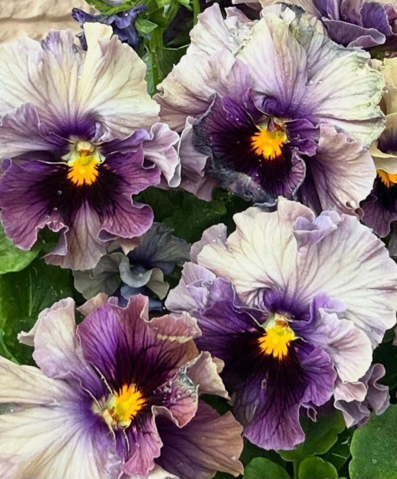 Pansy Japan Series Nóirín 60 Seeds
