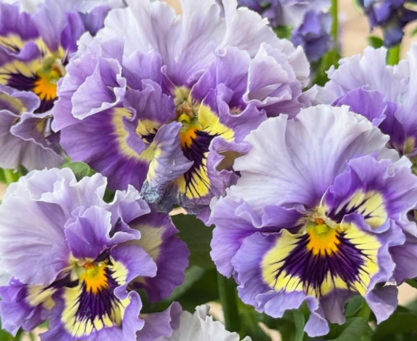 Pansy Japan Series Sorcha 60 Seeds