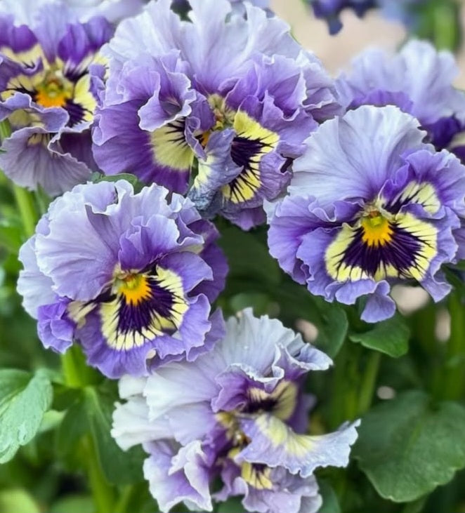 Pansy Japan Series Sorcha 60 Seeds