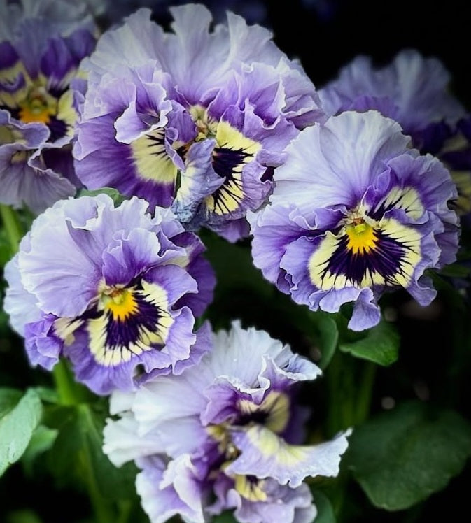 Pansy Japan Series Sorcha 60 Seeds