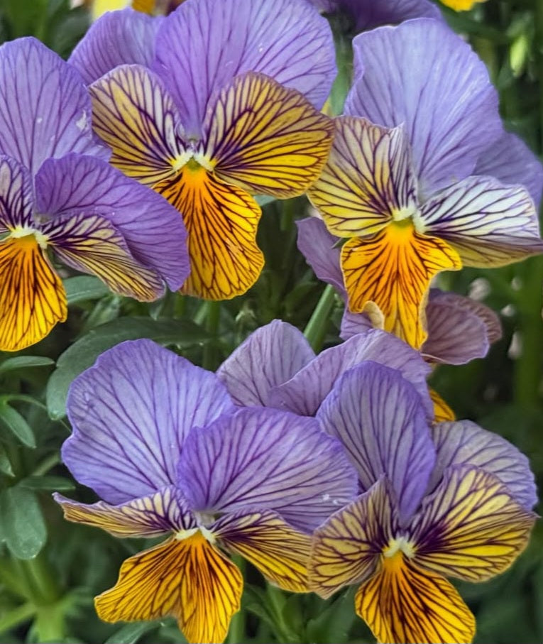 Pansy Japan Series Catriona 60 Seeds