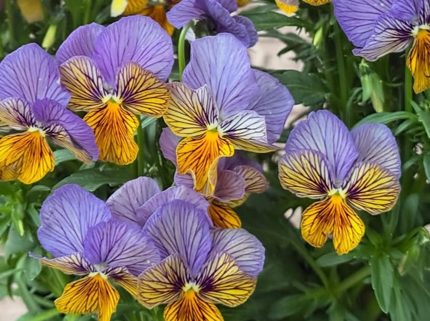 Pansy Japan Series Catriona 60 Seeds