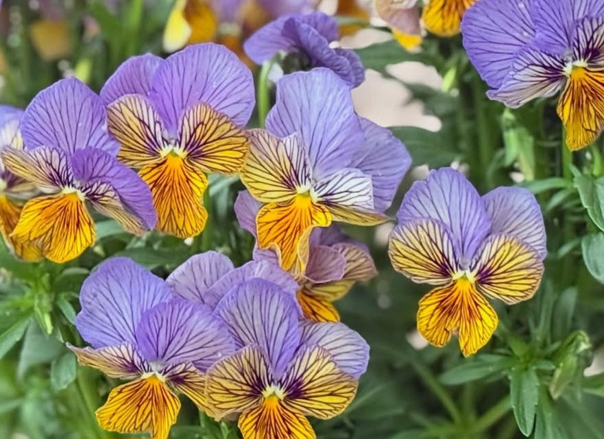 Pansy Japan Series Catriona 60 Seeds