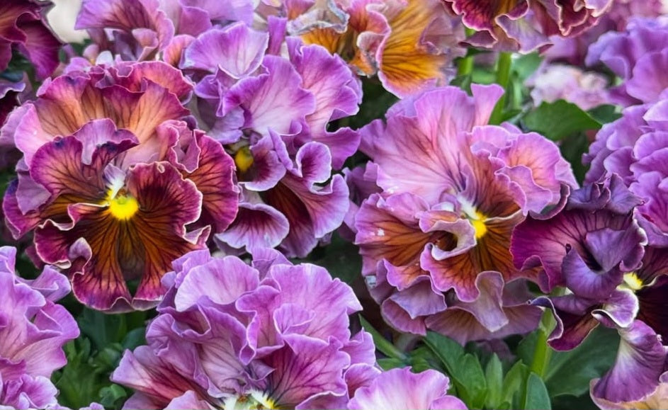 Pansy Japan Series Rosaleen 60 Seeds