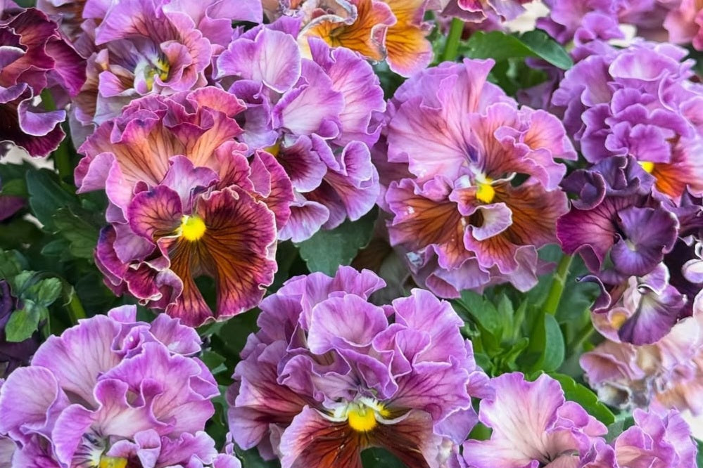 Pansy Japan Series Rosaleen 60 Seeds