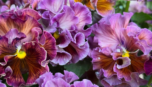 Pansy Japan Series Rosaleen 60 Seeds