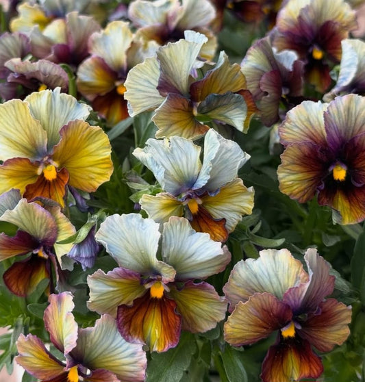 Pansy Japan Series Moira 60 Seeds