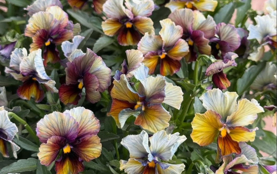 Pansy Japan Series Moira 60 Seeds