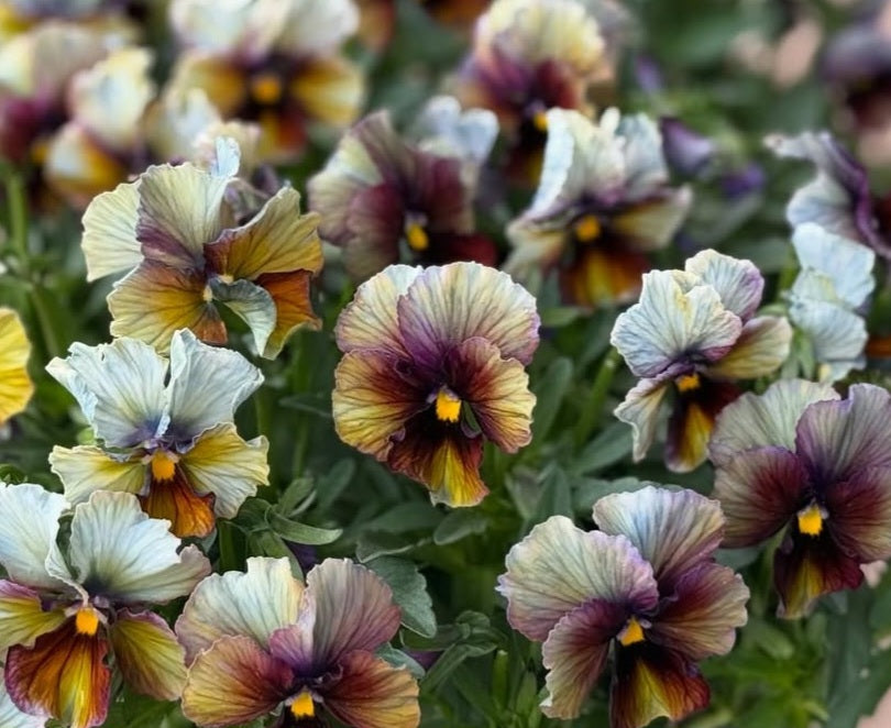 Pansy Japan Series Moira 60 Seeds