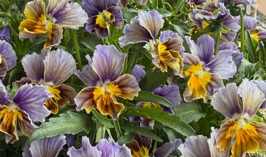 Pansy Japan Series Laoise 60 Seeds