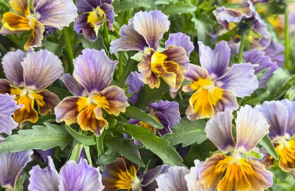 Pansy Japan Series Laoise 60 Seeds