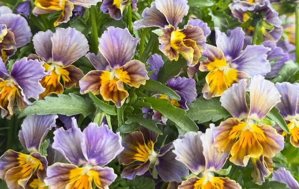 Pansy Japan Series Laoise 60 Seeds