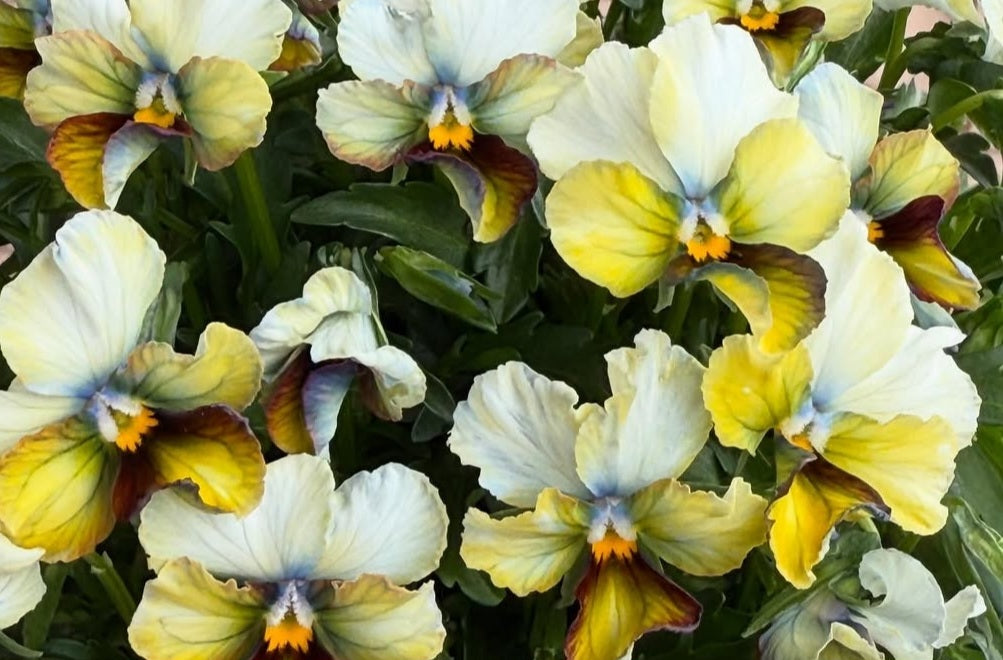 Pansy Japan Series Eilís 60 Seeds