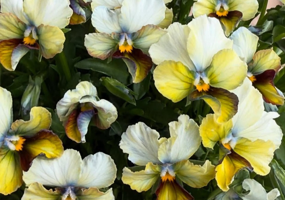 Pansy Japan Series Eilís 60 Seeds