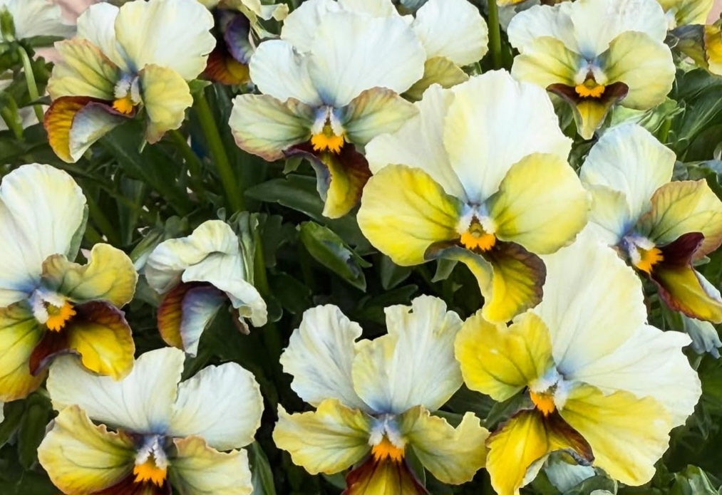 Pansy Japan Series Eilís 60 Seeds