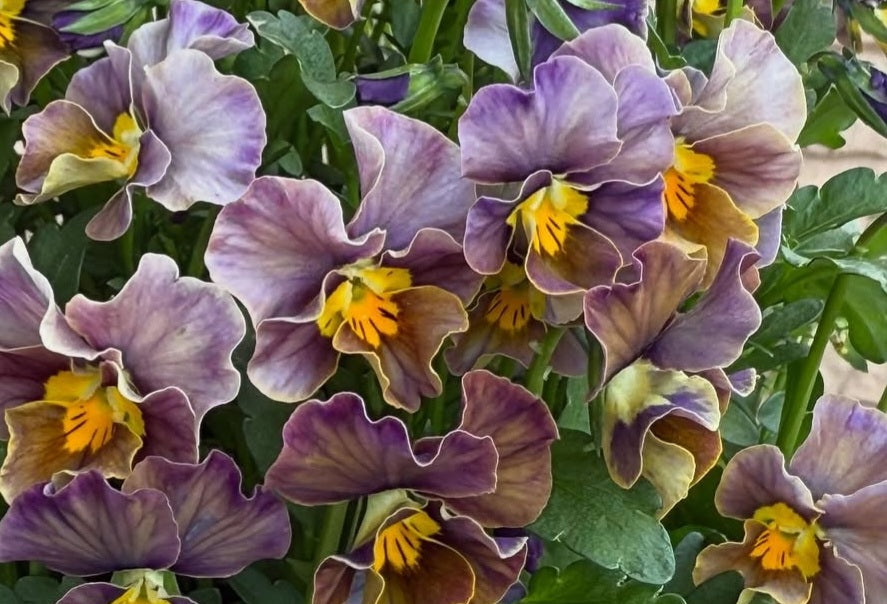 Pansy Japan Series Caoimhe 60 Seeds