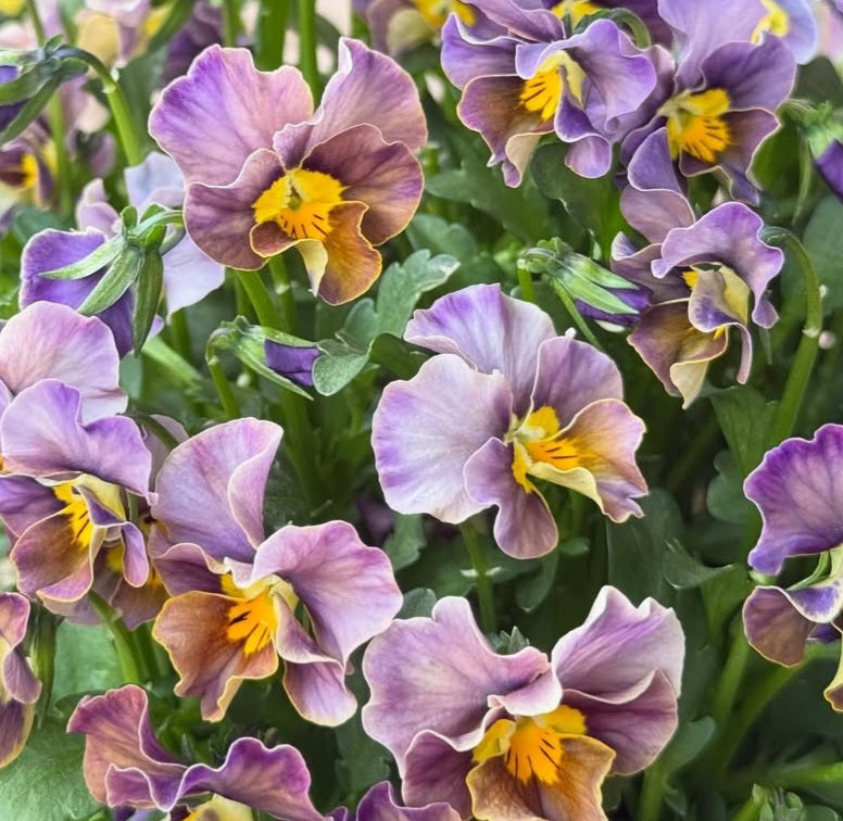 Pansy Japan Series Caoimhe 60 Seeds