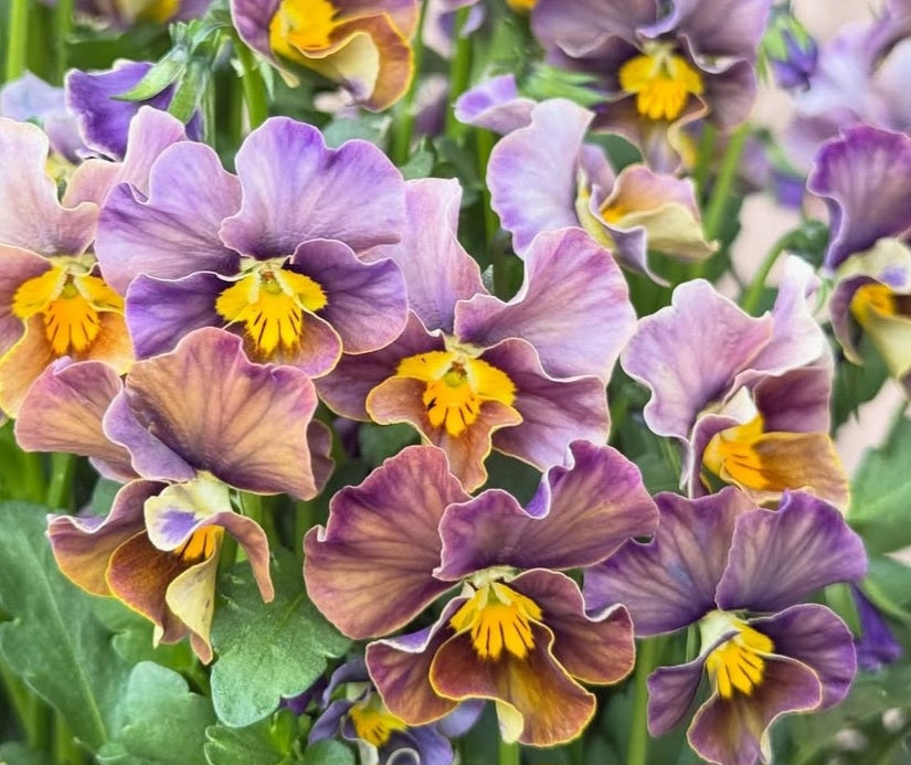Pansy Japan Series Caoimhe 60 Seeds