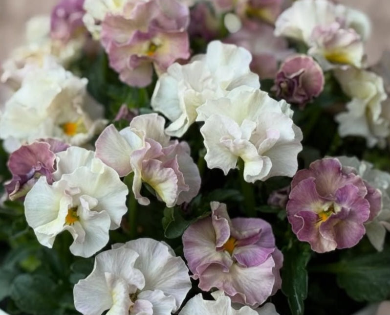 Pansy Japan Series Aoibheann 60 Seeds