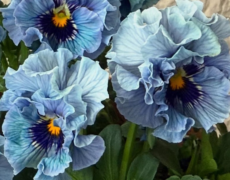 Pansy Japan Series Bedelia 60 Seeds