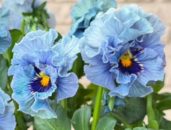 Pansy Japan Series Bedelia 60 Seeds