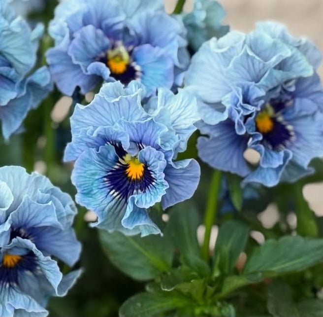 Pansy Japan Series Bedelia 60 Seeds