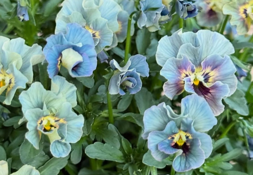 Pansy Japan Series Eavan 60 Seeds