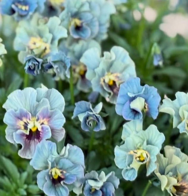 Pansy Japan Series Eavan 60 Seeds