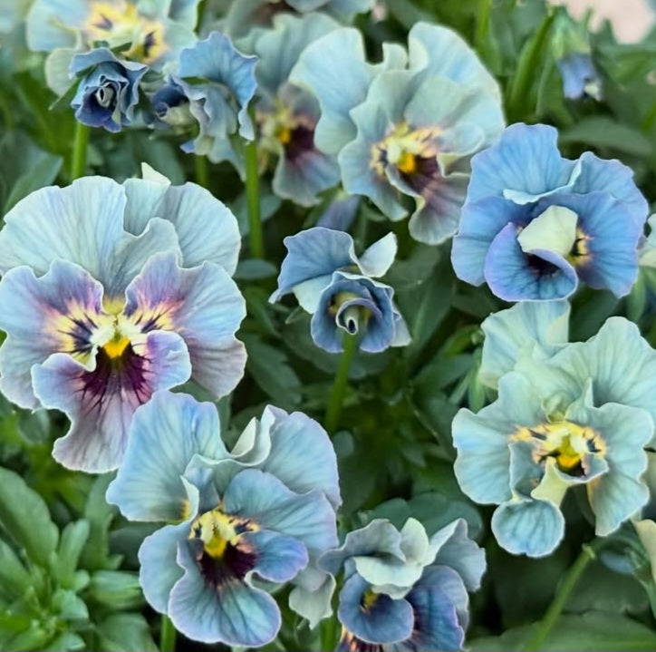 Pansy Japan Series Eavan 60 Seeds
