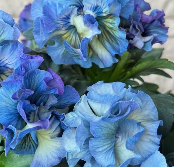 Pansy Japan Series Róise 60 Seeds